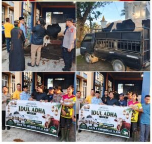 Kapolda Sumsel Irjen Pol. Dr. H. Sandi Nugroho, S.I.K., S.H., M.Hum., menyalurkan hewan kurban berupa dua ekor sapi berukuran jumbo di wilayah Kota Lubuk Linggau,