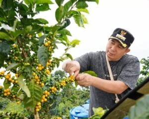 Kopi Pagaralam Tembus Barcelona 2026 dan 20 Besar KKSI, Ludi Oliansyah Dorong Raden Kuning Mendunia